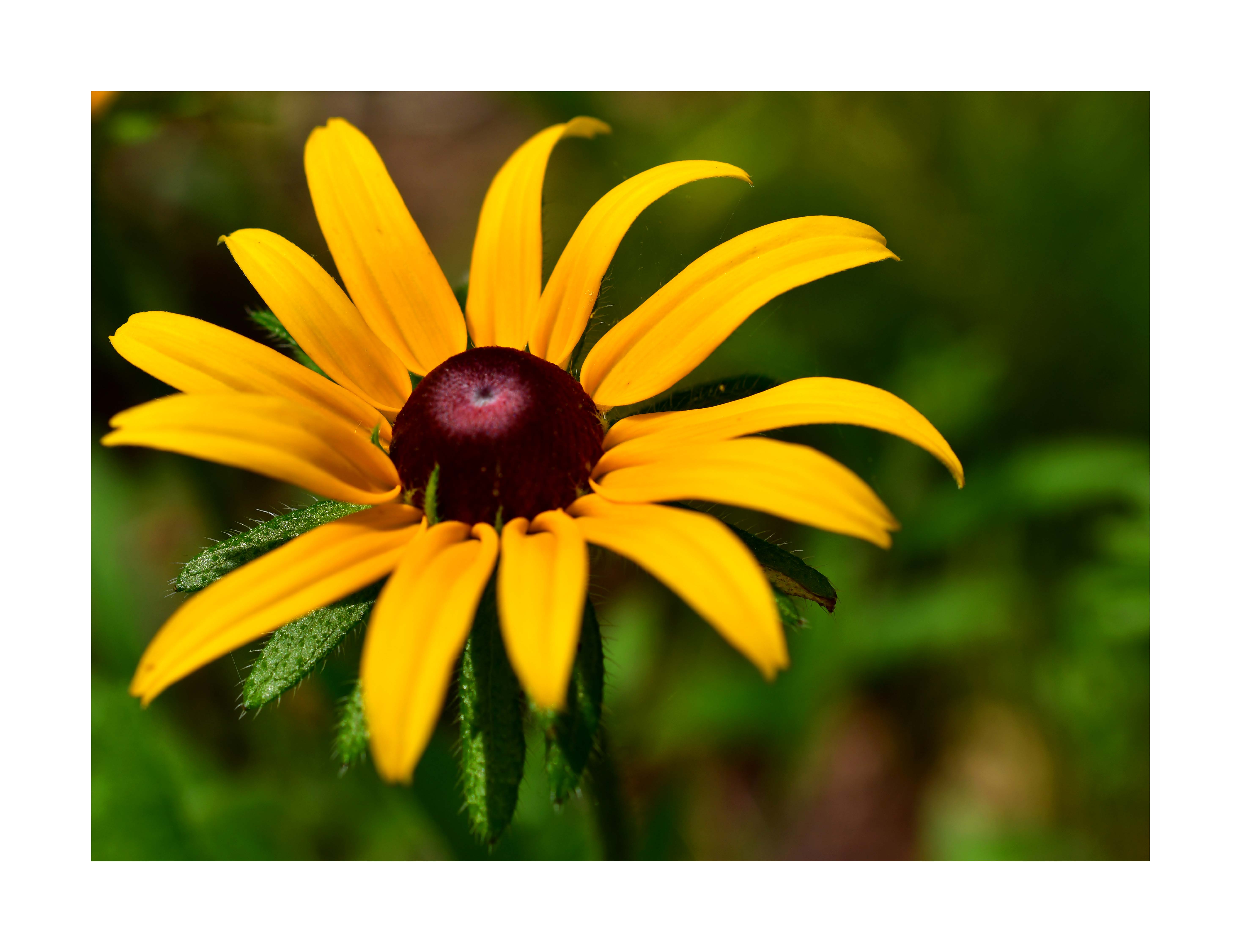 flower1